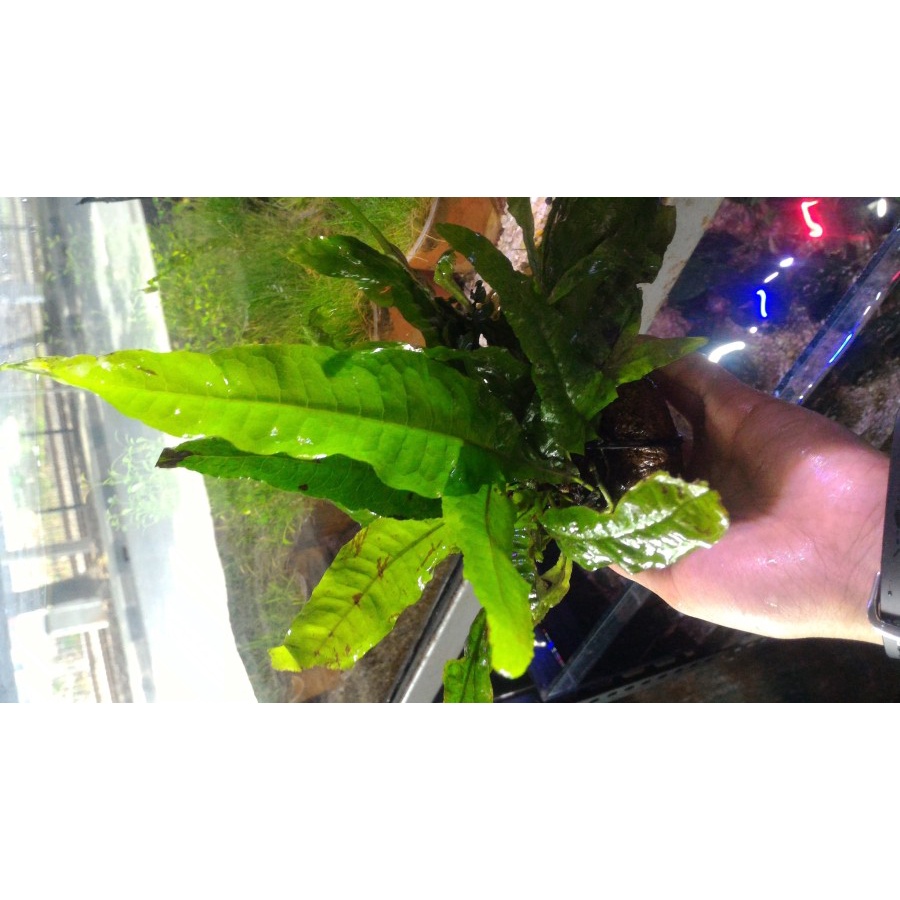 Jual Kadaka Mini - Tanaman Aquascape Java fern Tanaman Air Aquascape ...