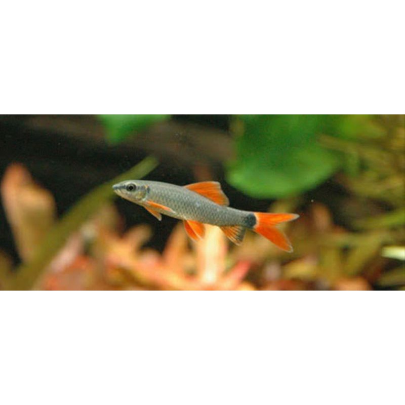 ikan hias redfin shark