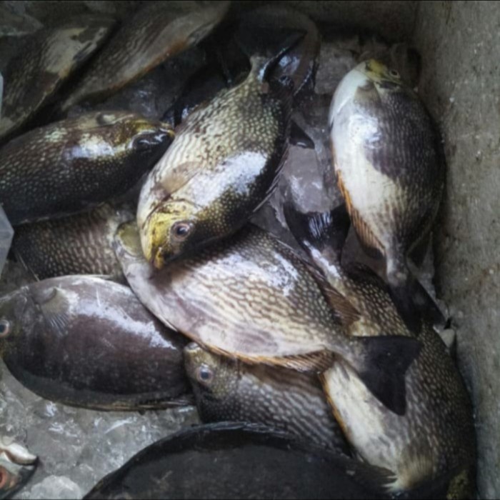 

Ikan Baronang Hitam Segar Fresh