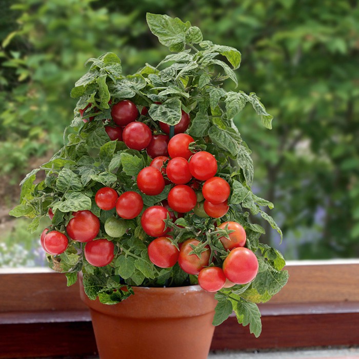 Benih Bibit Biji - Tomato Red Robin Cherry Dwarf Tomat Ceri Merah Seeds