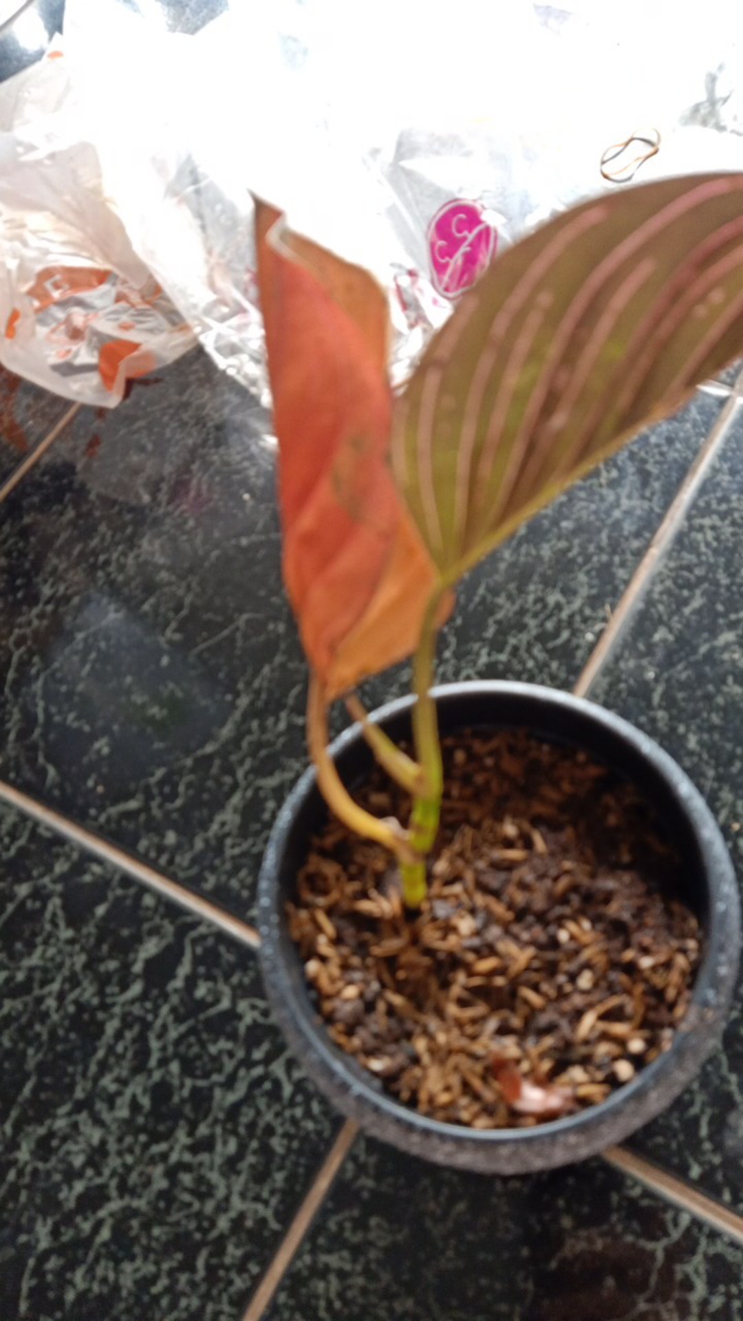 Aglonema Rotundum Aceh Yang Daun 3