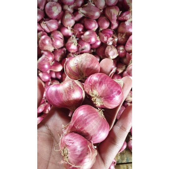 

bawang merah probolinggo