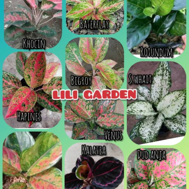 Paket 10 jenis aglonema