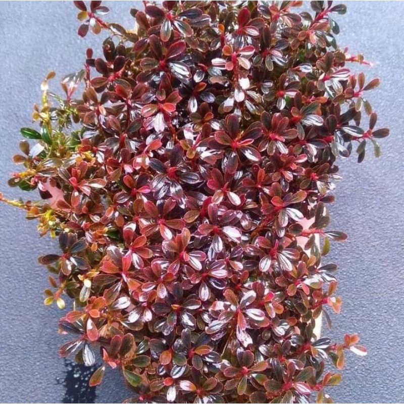 1 clump bucep_super red kenyabur original