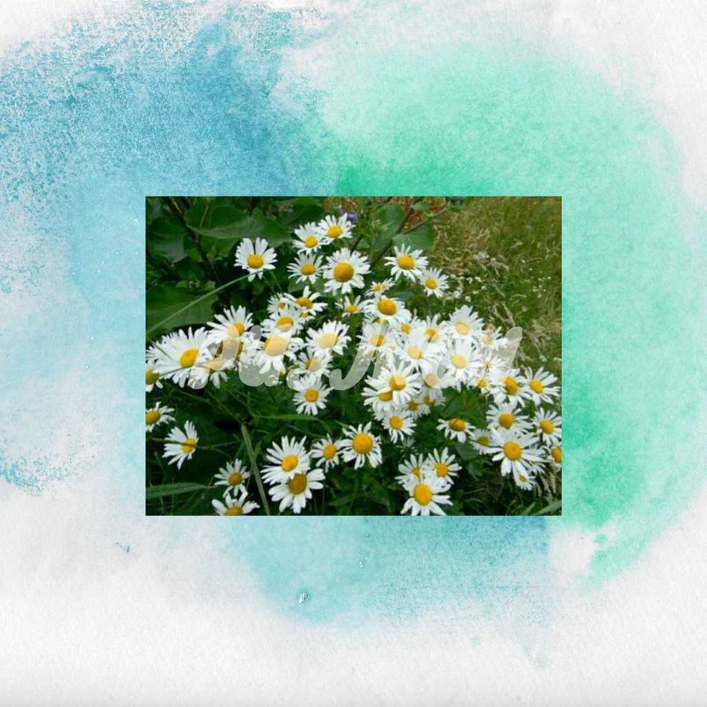 Biji Benih Bunga Krisan Chrysanthemum Ox Eye Daisy isi 5 butir Berkualitas