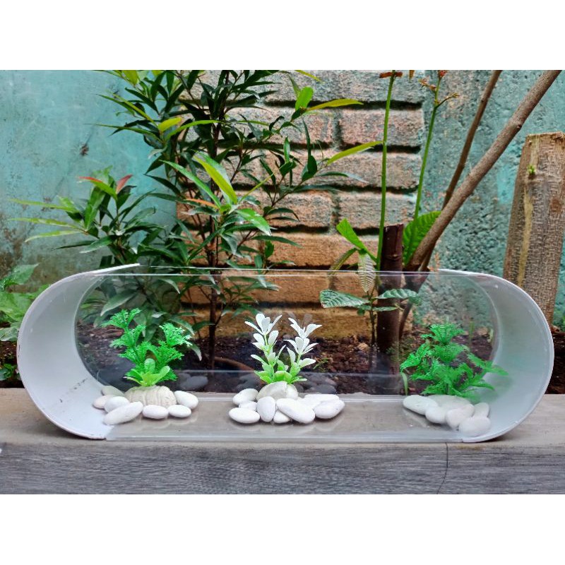 aquarium mini unik akrilik pvc oval cupang,gapi,neon,ikan ...