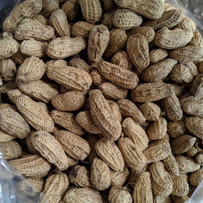 

KACANG SANGRAI BENDO KACANG BENDO 10KG