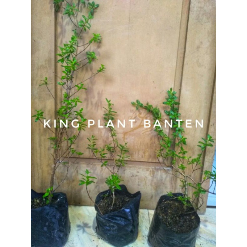 TERMURAH Bibit Santigi Karang