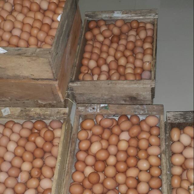 

Jual telur horn coklat