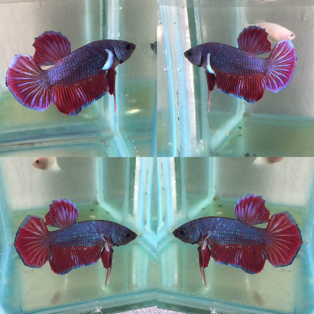 Ikan Cupang Black Blue Red (BBR) | Shopee Indonesia