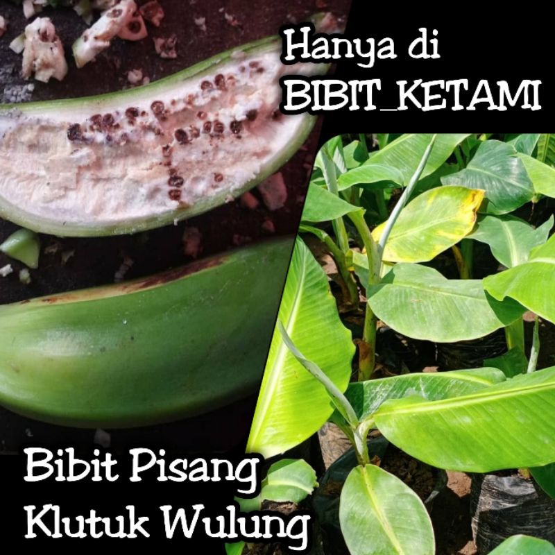 Bibit Pisang Klutuk Wulung - Kategori Standart (ORIGINAL)