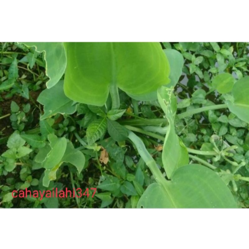 

sayur gendot montok 250 grm segar