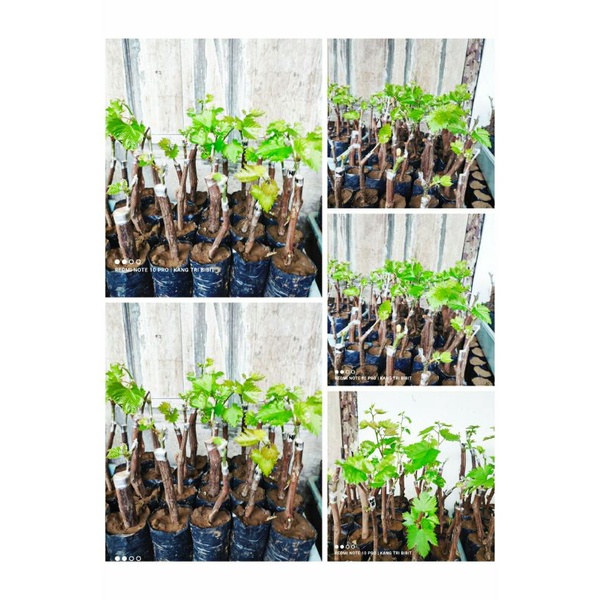 Cuting grafting anggur import