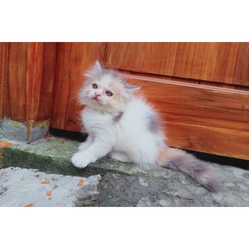 kucing umur 2 bulan