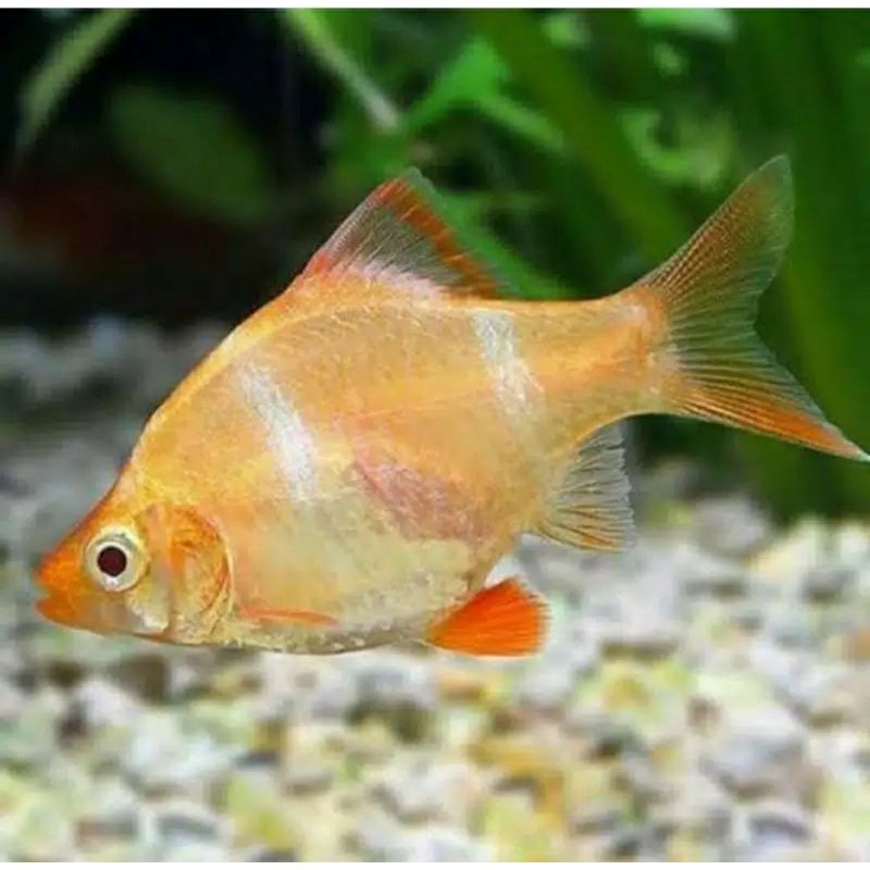 ikan sumatra albino tiger barb