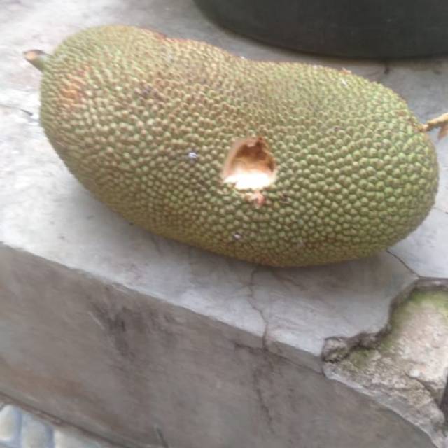 

Apel Emas Berduri