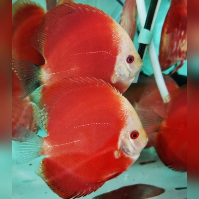 Discus sepasang cuman prediksi belum proven (pasangan baru)