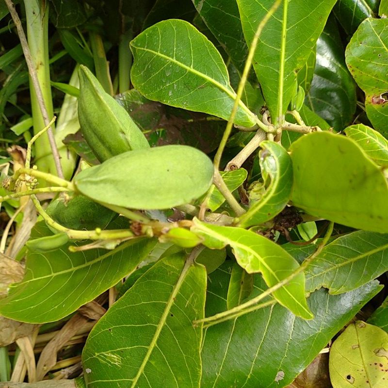 

buah Ketapang/ketepeng segar/Ketapang kering mujarab