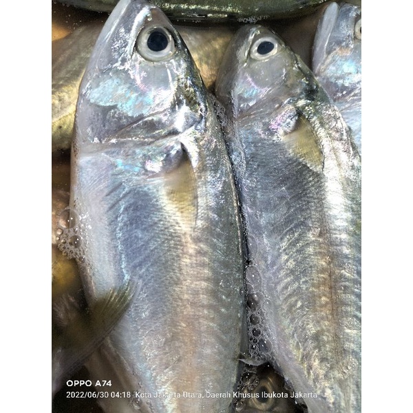 

ikan kembung harian fresh 1 kg