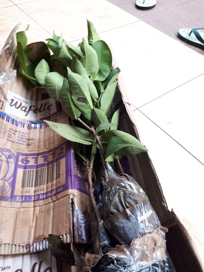 Bibit Jambu Air Madu Susu