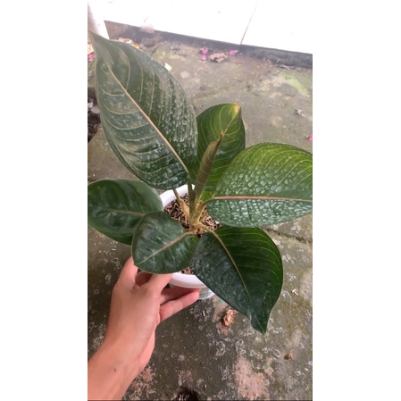 Aglaonema Black Moonlight size Remaja