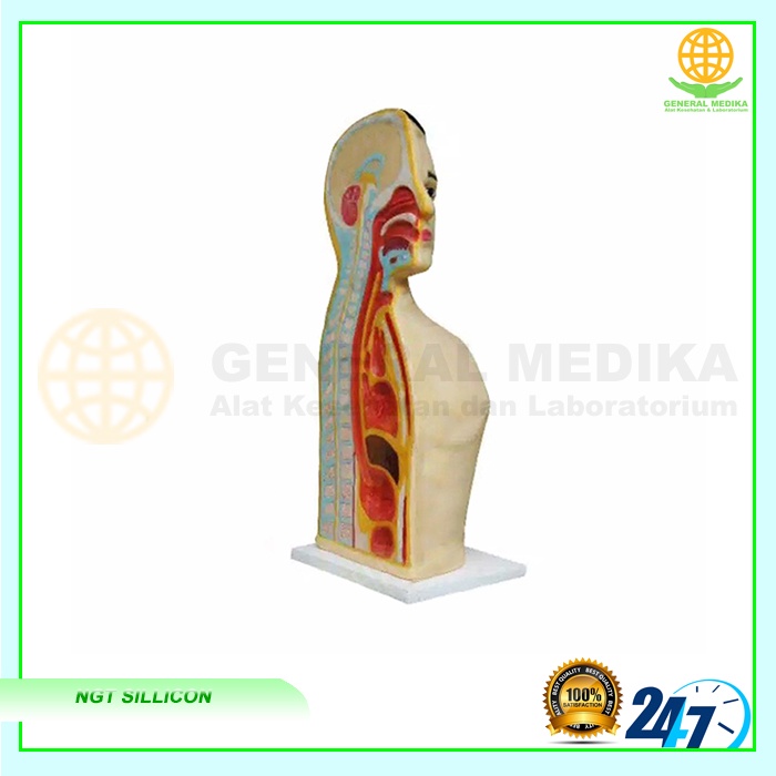 Manekin NGT Silicon + Fiber | Phantom Manikin Peraga Lokal