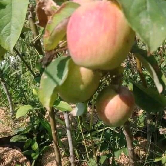 Bibit buah apel fuji