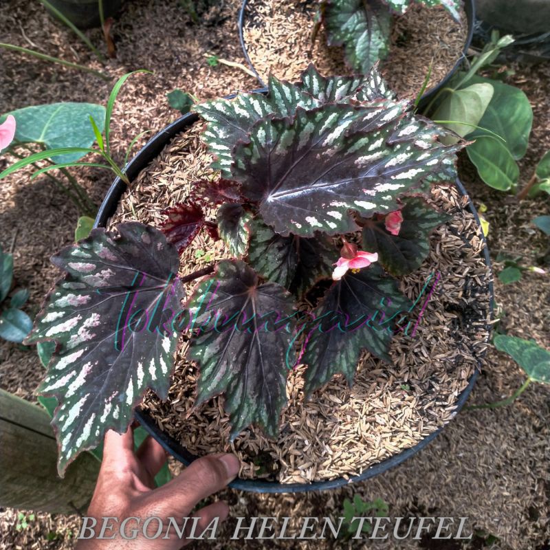 SIZE REMAJA TANAMAN HIAS BEGONIA BATIK REX MERAH HELEN TEUFEL GARUDA BIRU BUKAN KEONG HIJAU PINK