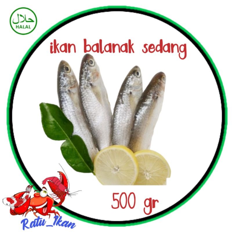 

ikan balanak sedang [500gram] ratu ikan