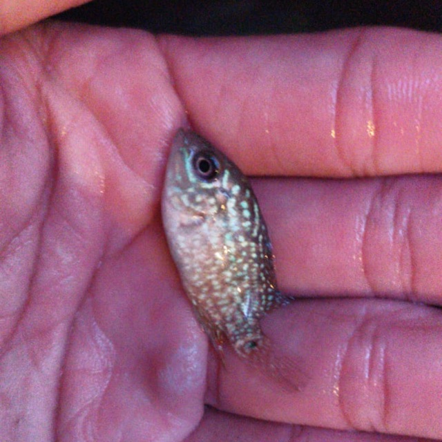 Burayak Louhan Kamfa F2 Thai Grade VVIP