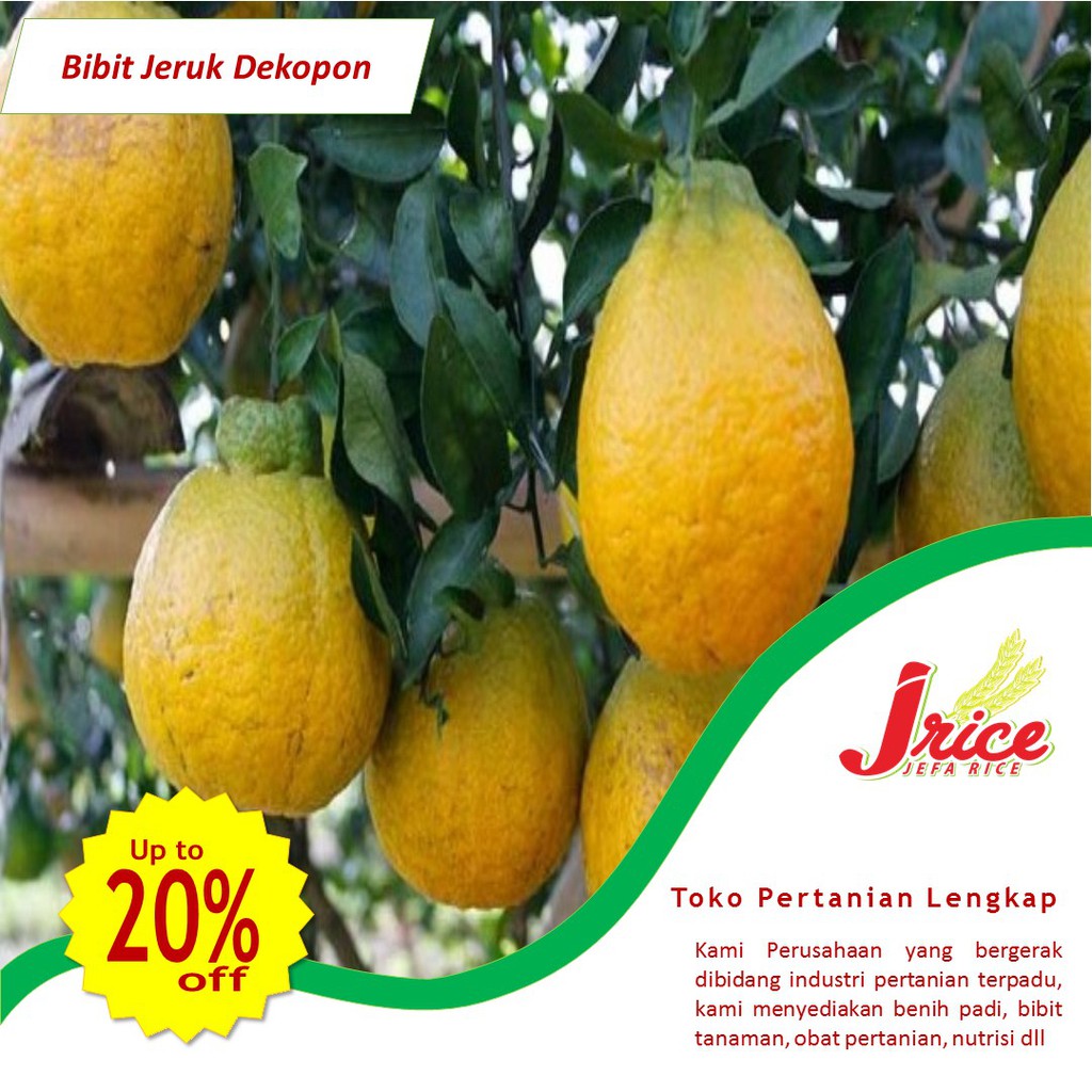 BIBIT JERUK DEKOPON JEPANG HASIL OKULASI