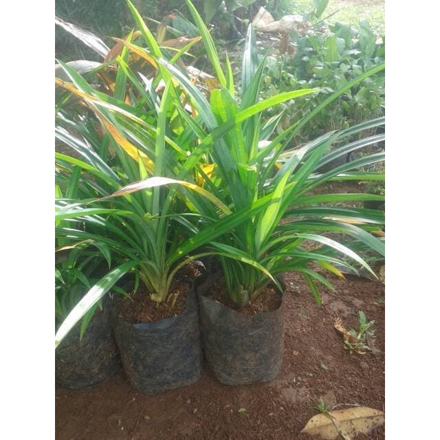 tanaman pandan wangi | bibit pandan wangi daun pandan wangi