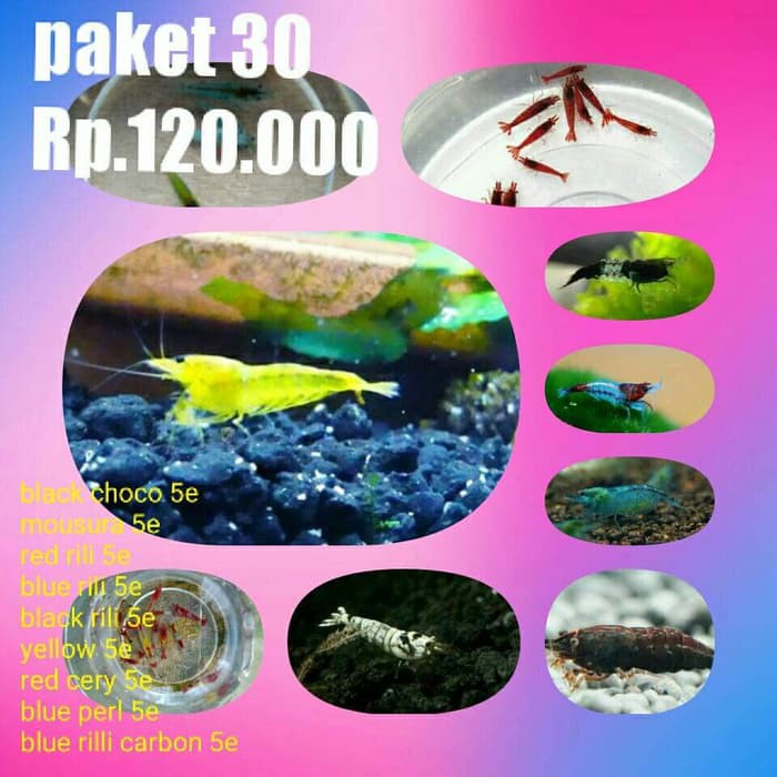 

paket udang hias murah (paket 30)