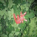 

Daun Kelor Per Ikat