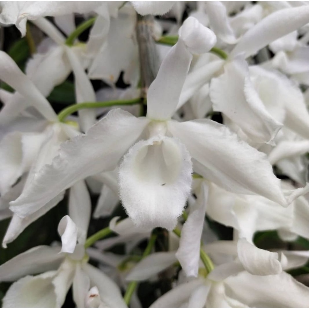 Anggrek Dendrobium Anosmum Gigantea Alba