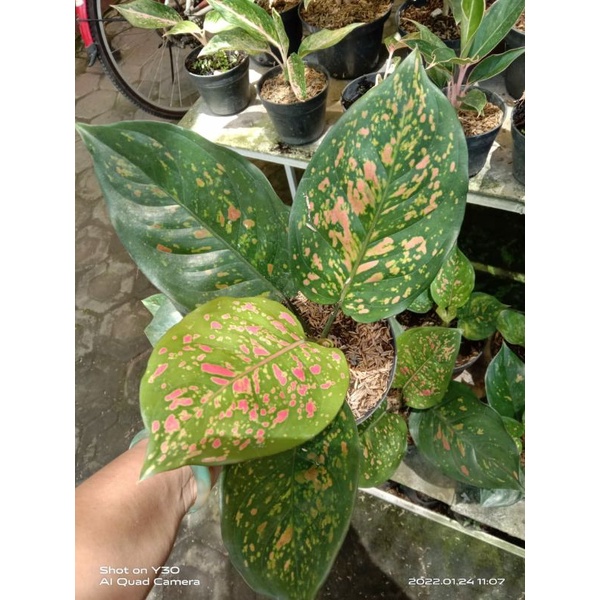 aglonema ruby compakta