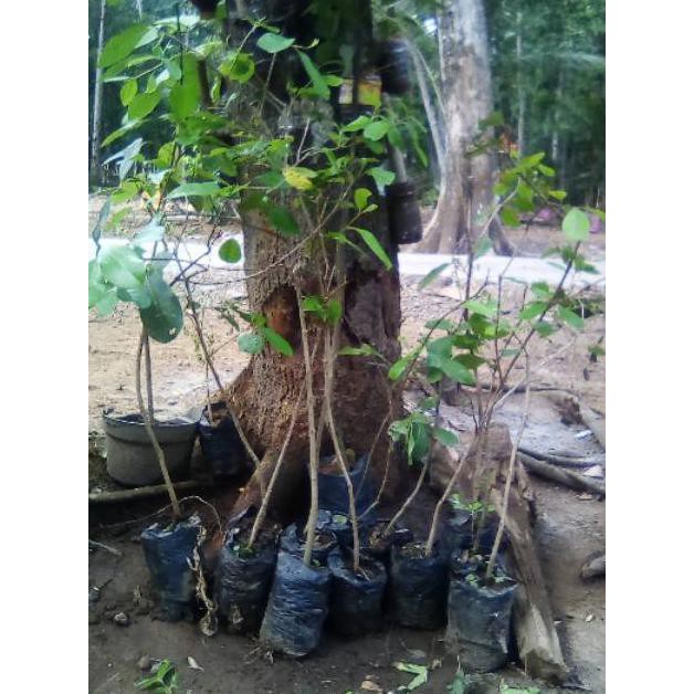 Bibit Duwet Hitam Unggul Okulasi Sudah Berbuah / Duwet Hitam / Juwet Hitam / Bibit Buah / Jamblang