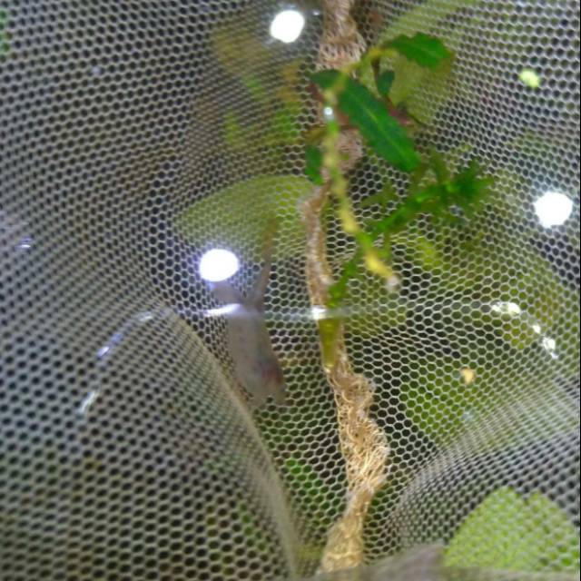 Aquascape udang amano shrimp
