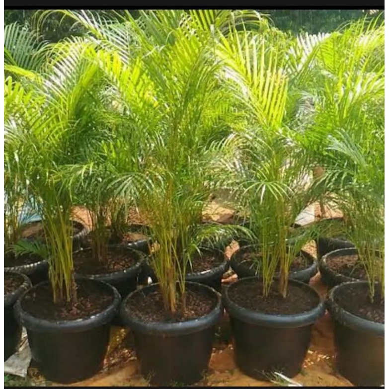 Bibit Tanaman Palem Kuning