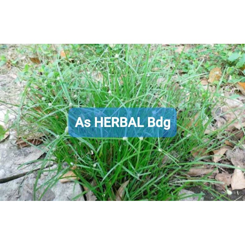 

Daun rumput pendul tanaman pendul 250 gram-az