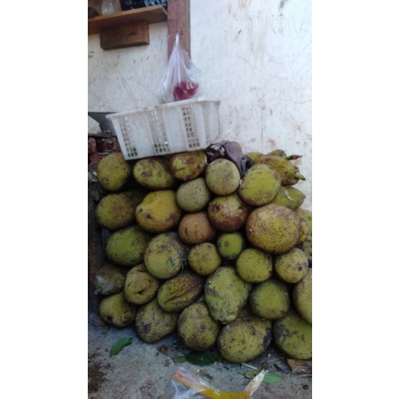 

nangka muda