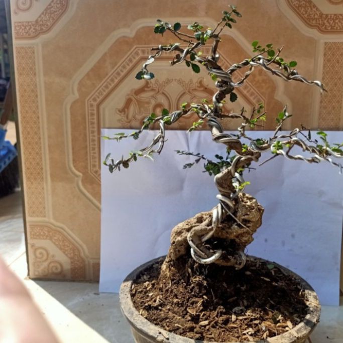 bonsai ulmus micro