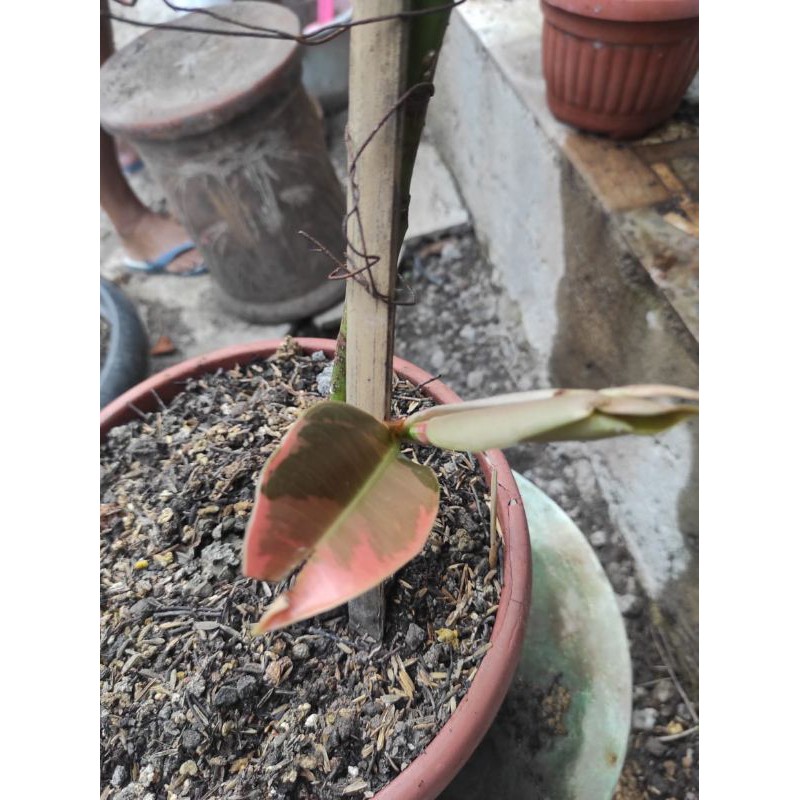 Karet Kebo Varigata Albino Tunas Bibit Merah