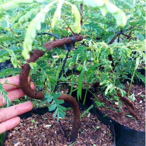 bibit asem jawa bahan bonsai dari biji