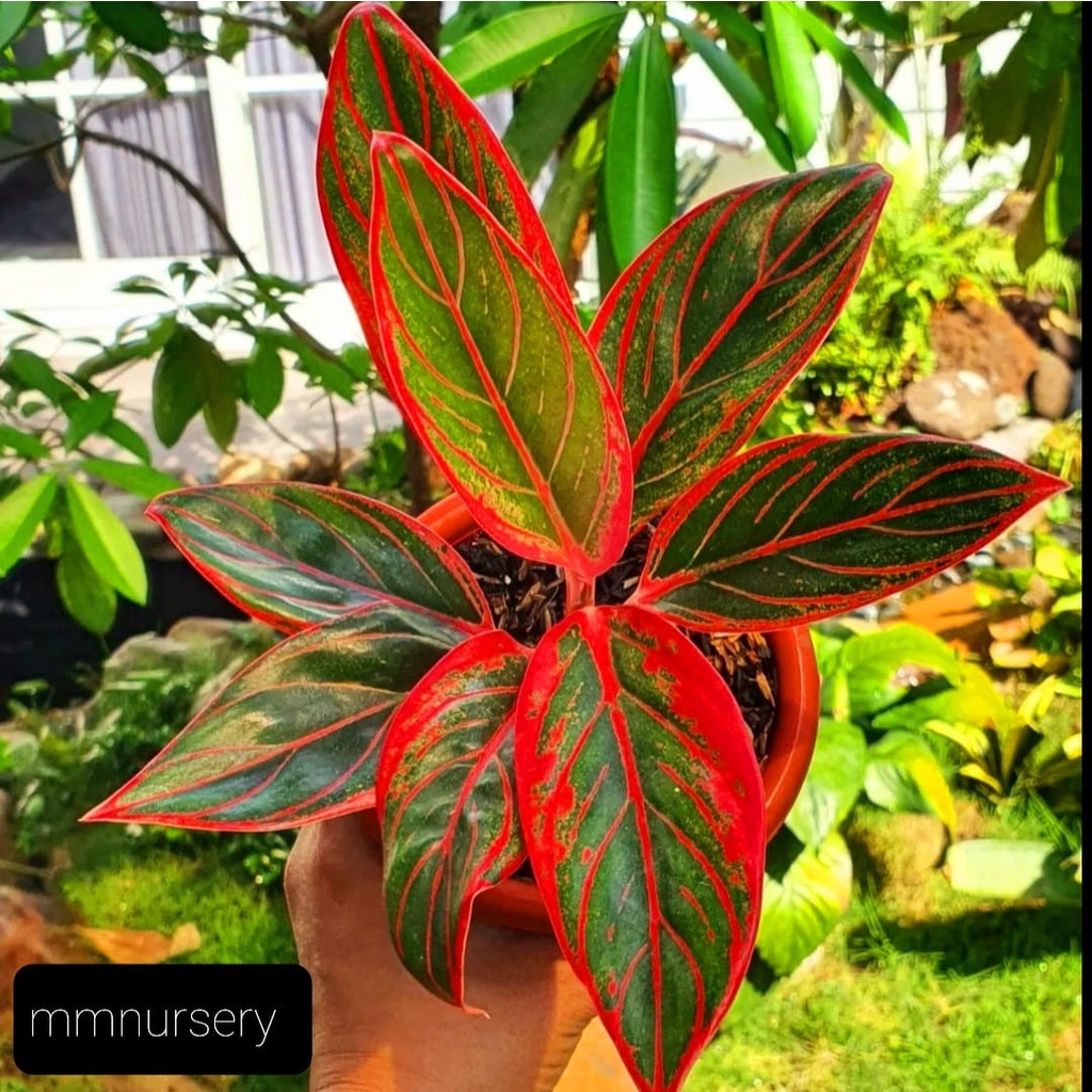 Aglonema Murah Merah Koleksi Greg Hambali Red Jayanti No Deffect (BISA COD) / Tanaman Hias Aglaonema