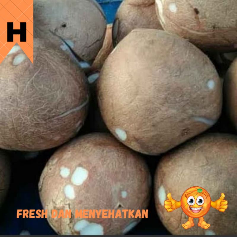 

KELAPA SANTAN BULAT UTUH /PCS