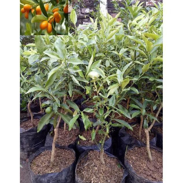 2 Bibit Tabulampot Buah Unik Jeruk Nagami Unggul