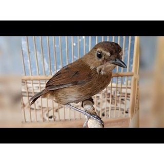 420 Gambar Burung Jongkangan Gratis Terbaru