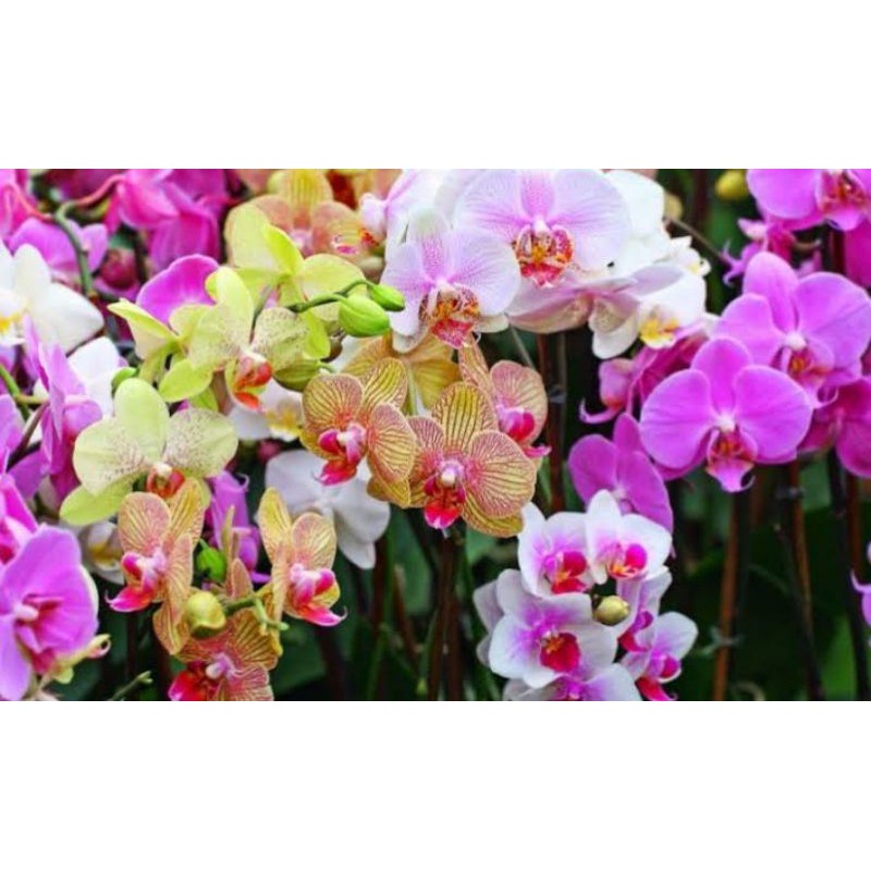 Anggrek Bulan Seedling Bibit Anggrek Bulan