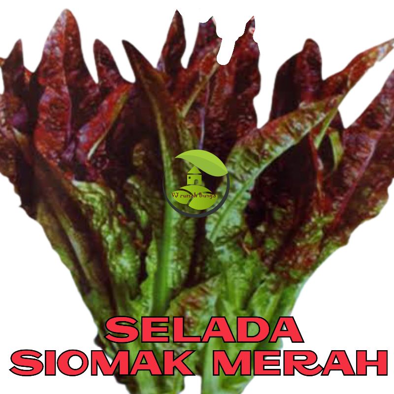 Benih Selada Wangi Siomak Merah Bibit Sayuran Selada Wangi Siomak Merah rasa manis